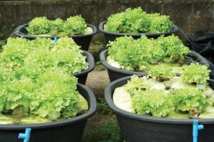 Fresh organic green oak culture in aquaponic or hydroponic farming. Salad organic hydroponic farm, green salad Vegetable leaf, Green Oak