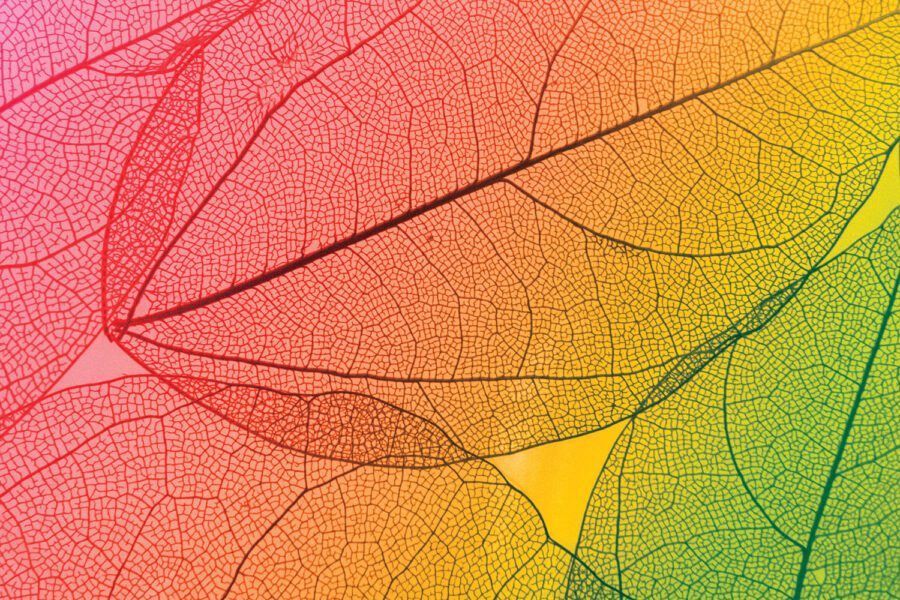 Multicolored macro leaves