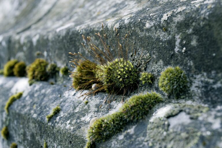 moss growing between concrete blocks