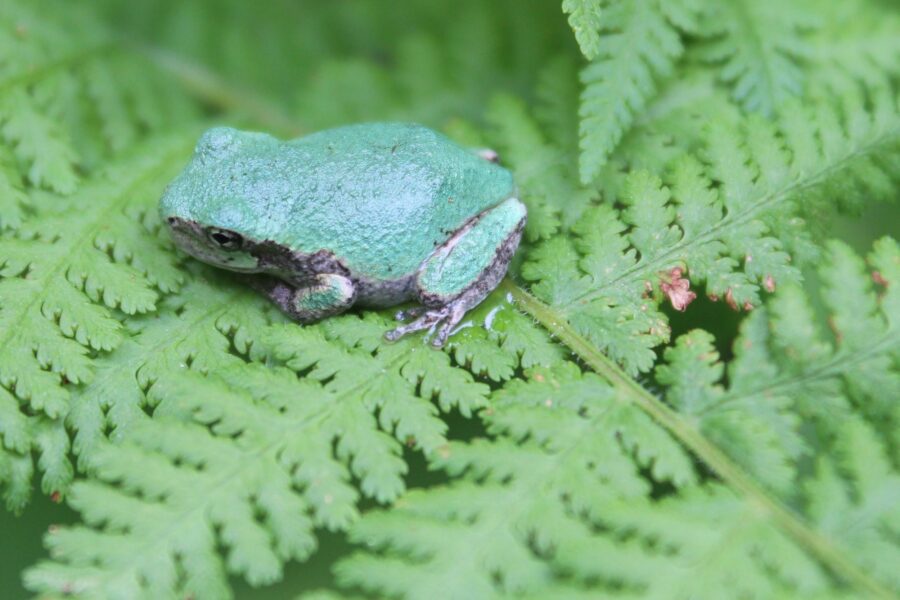 Frog on a fern