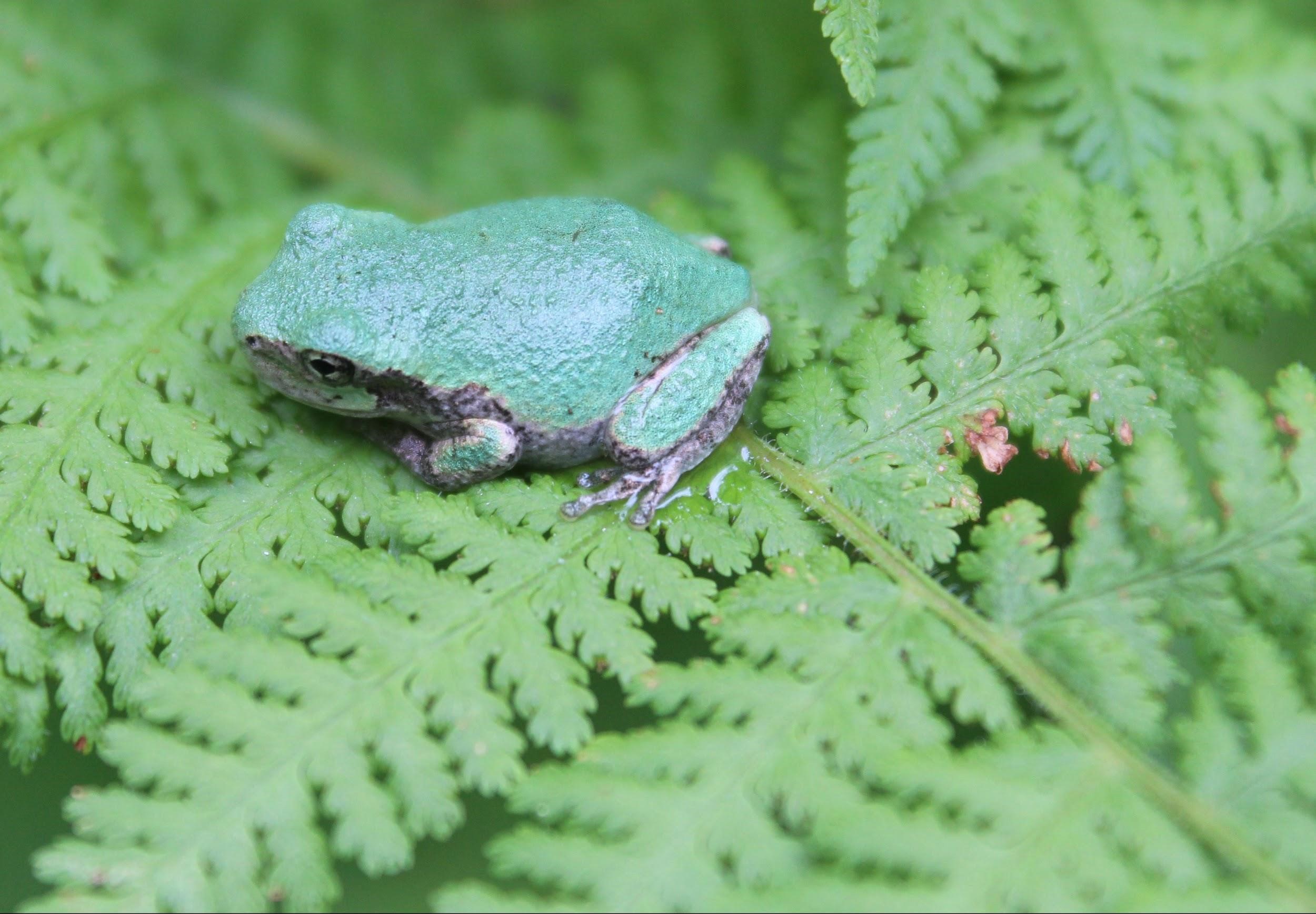 After More Than 12,500 Observations in Single Day, Organizers Plan More Socially Distant Bioblitzes