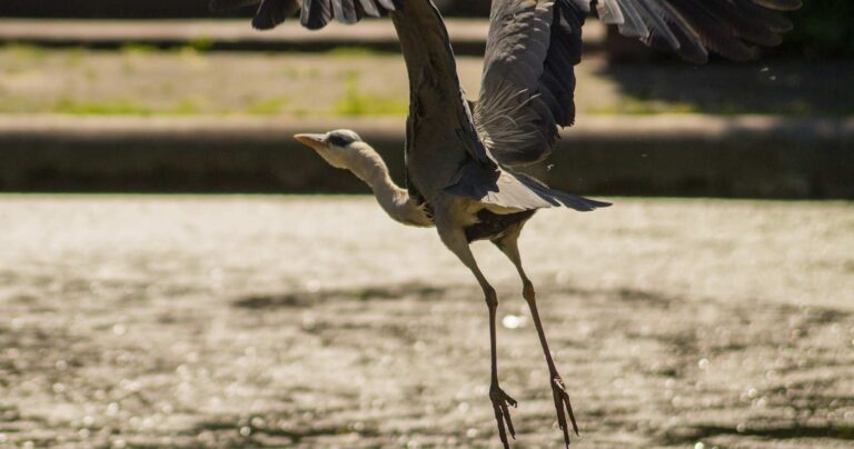 bird about to take off