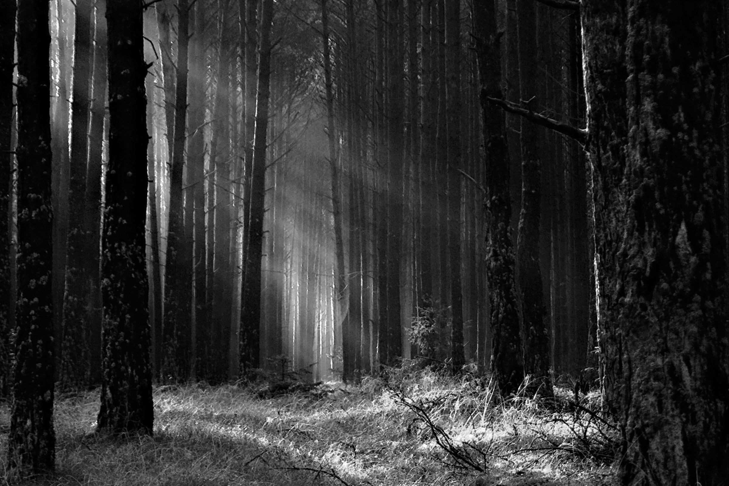 Earth Day Message from Chancellor Groves