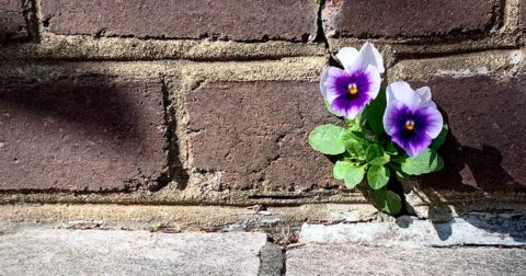 Pansy growing out of the cracks