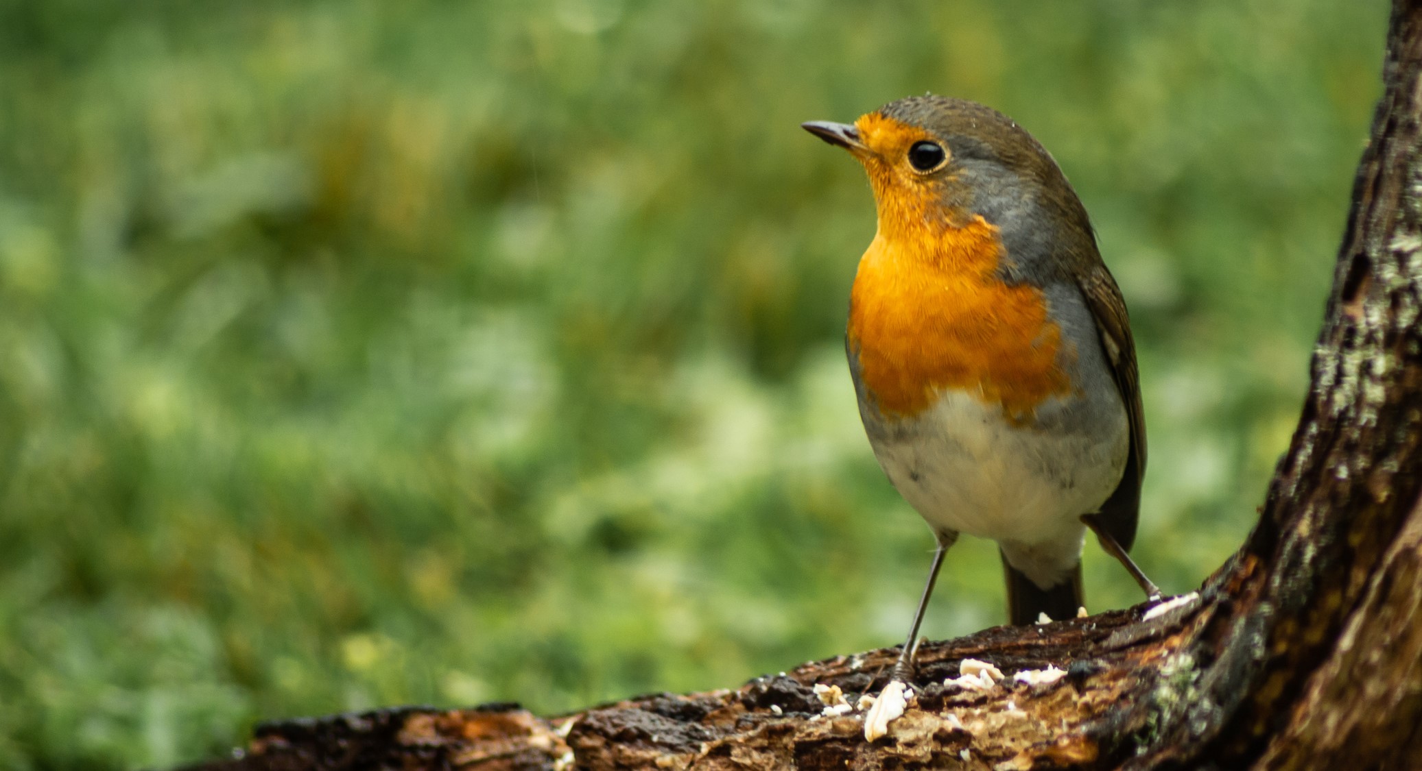 Hanging with Birds, Teaching and Learning about Nature