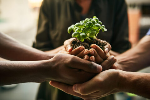 hands holding a growing plant