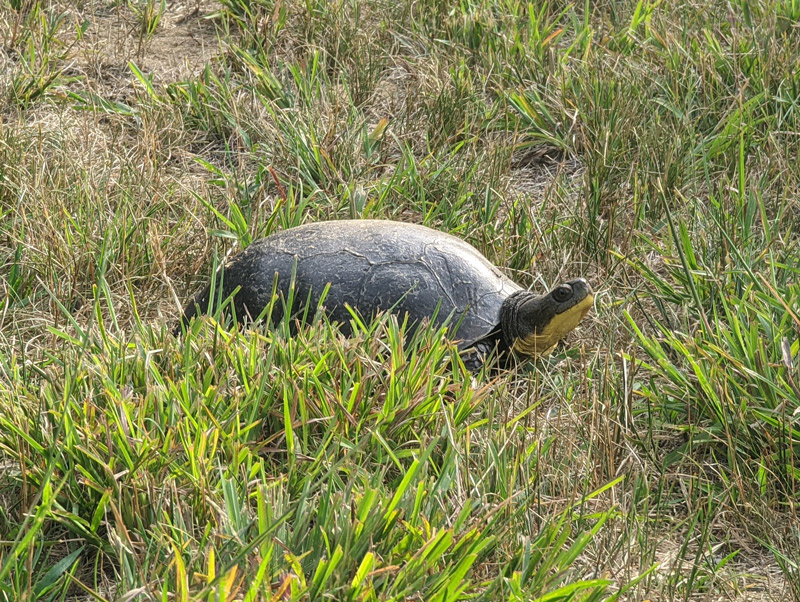 Turtle walking in grass