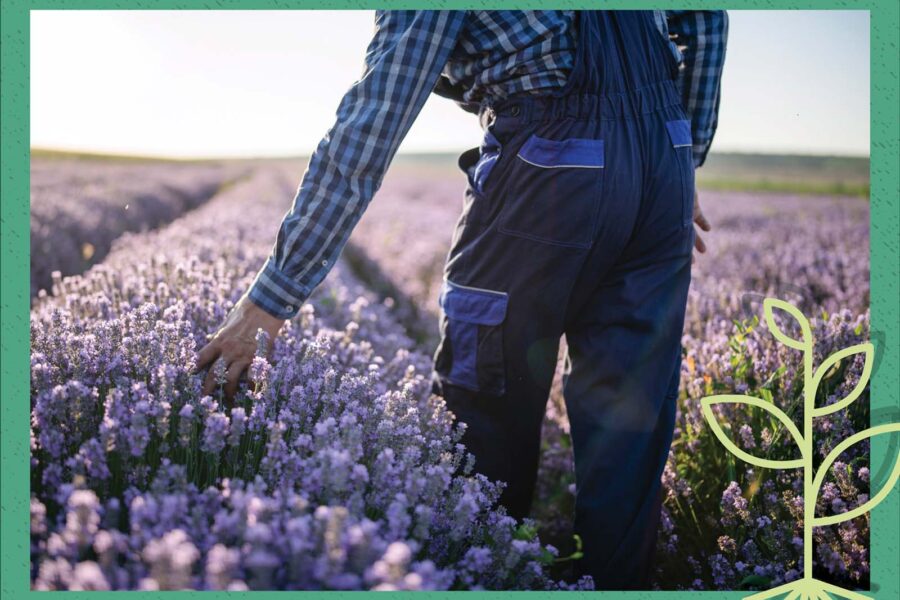 Person walking through field of blooming lavendar.