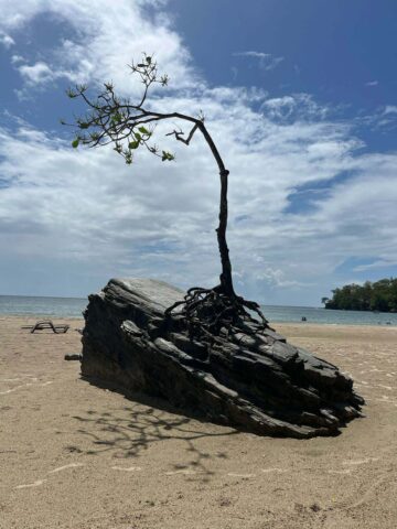 Trees on beach in Trinidad and Tobago