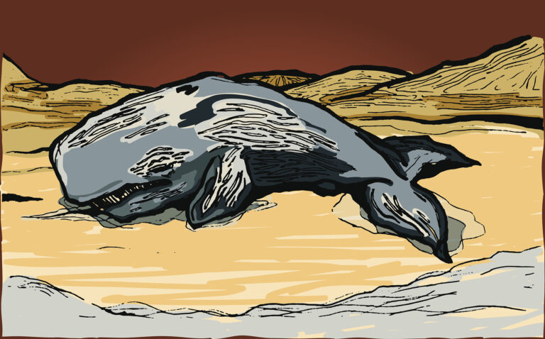 Drawing of a whale on a beach