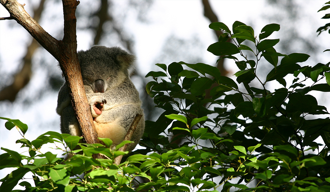 Sleepy Koala sitting above green leaves, in mottled light. It is sitting in a cute round ball shape and has a foot sticking out. I didn't realise their footpads were so hairless and pink.