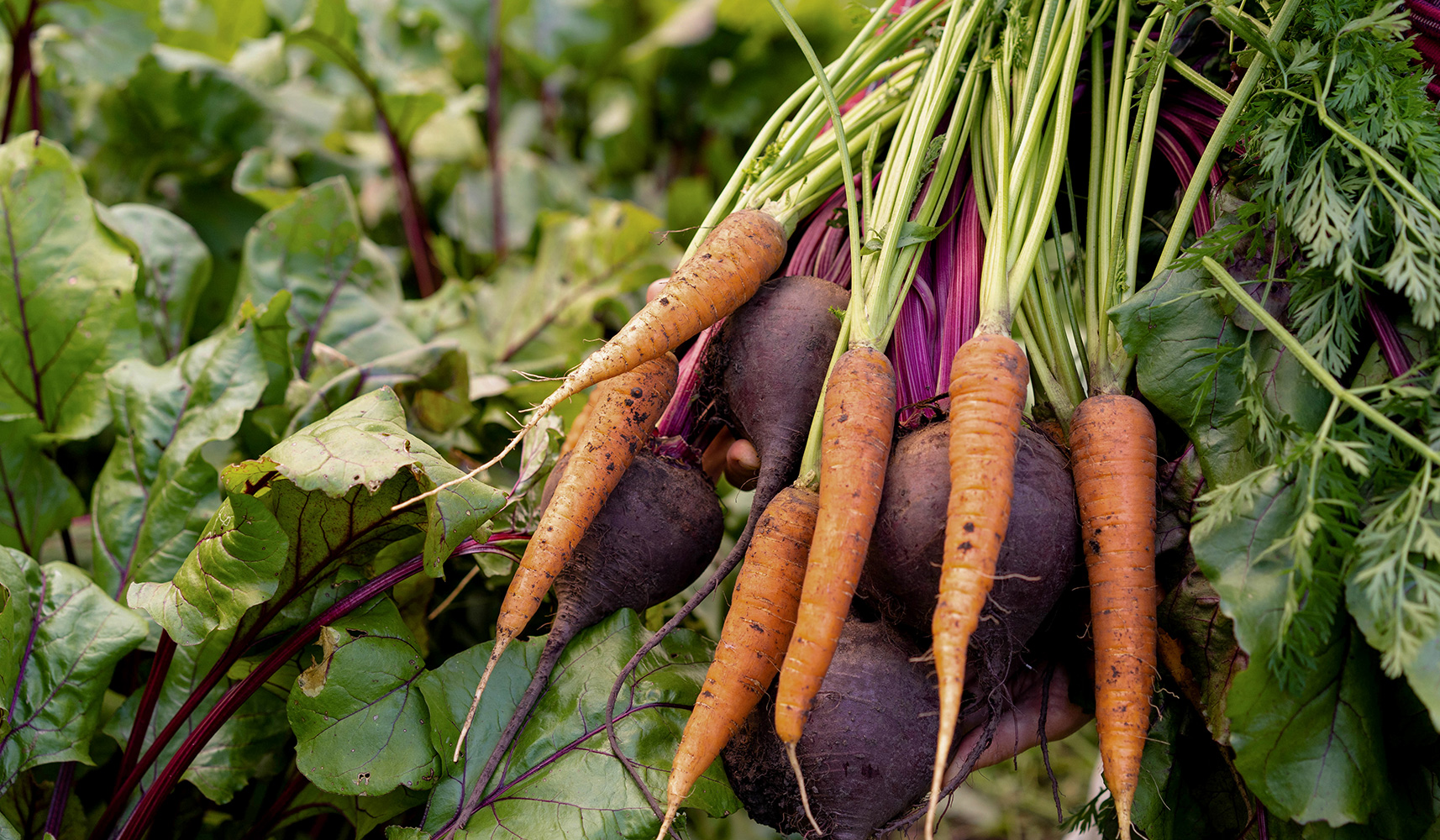 Seven Alumni Working for Food Justice