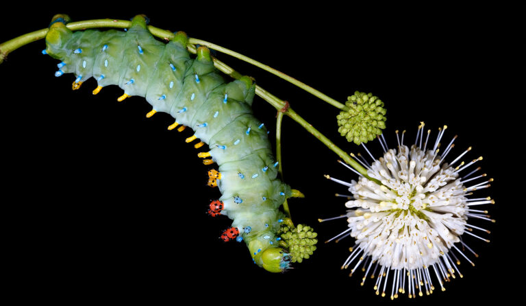 An image of a cecropia caterpillar. A close up of a electric green cylindrical bug with red knobby spikes on it's back, hanging upside down on a small flower.