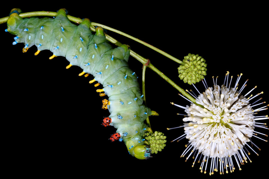 An image of a cecropia caterpillar. A close up of a electric green cylindrical bug with red knobby spikes on it's back, hanging upside down on a small flower.
