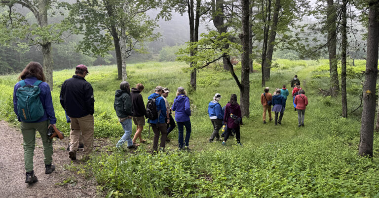 A photo of about a dozen hikers walking off into a forested field.