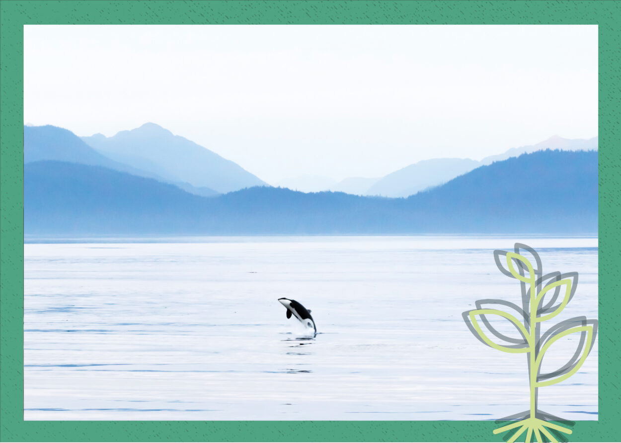 A cover image showing a stock photograph of a leaping orca whale contained within a green frame with the seed field sprout logo in the bottom right corner.