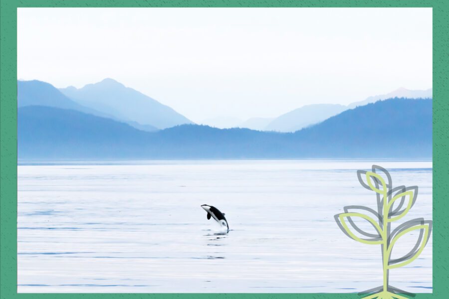 A cover image showing a stock photograph of a leaping orca whale contained within a green frame with the seed field sprout logo in the bottom right corner.