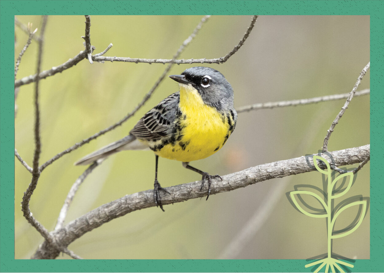 A cover image featuring a photograph of a yellow bird called a Kirtland's warbler standing on a tree branch, all overlaid by a green square and a drawing of a sprout