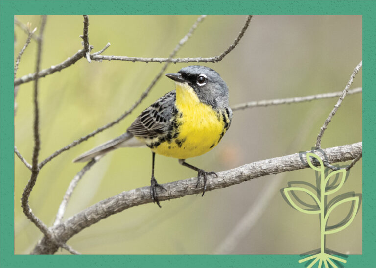 A cover image featuring a photograph of a yellow bird called a Kirtland's warbler standing on a tree branch, all overlaid by a green square and a drawing of a sprout