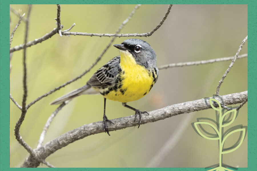 A cover image featuring a photograph of a yellow bird called a Kirtland's warbler standing on a tree branch, all overlaid by a green square and a drawing of a sprout