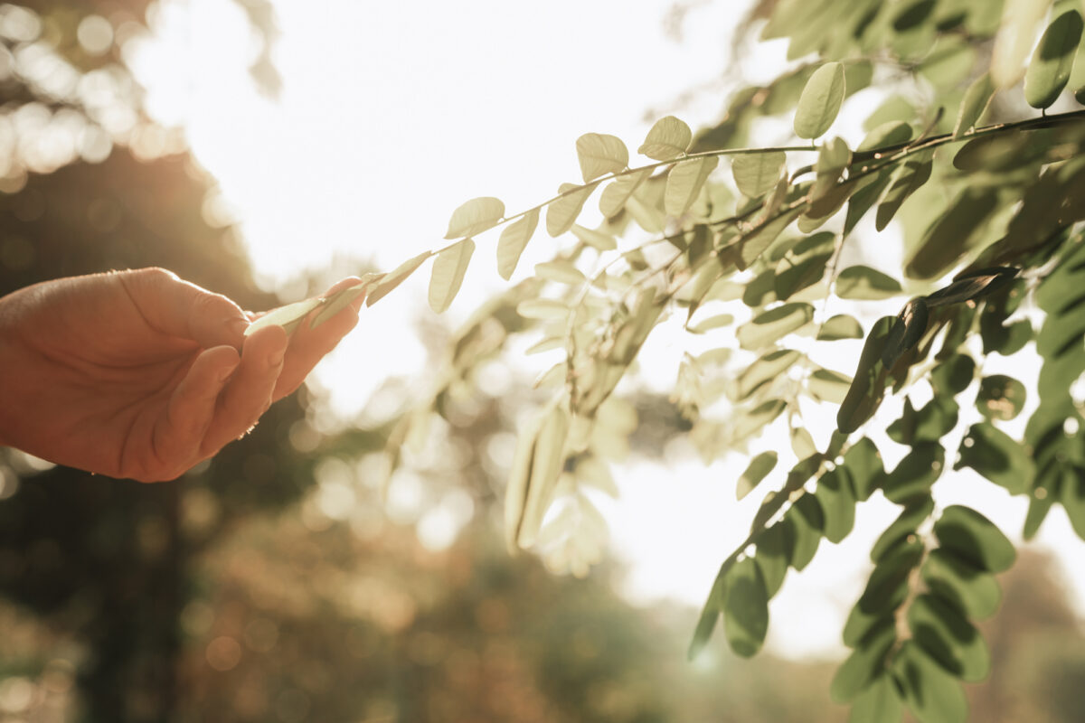 Hand touching green leaves with sunlight shining through trees