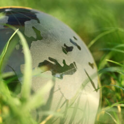 Globe partially hidden in tall grass